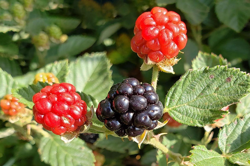Berries red, turning purple when ripe; "blackberry" shaped cluster