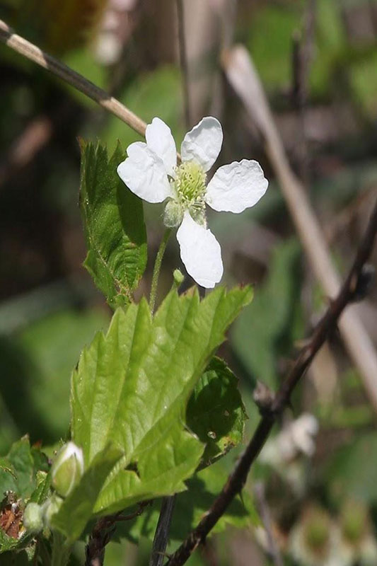 White flowers with 5 petals