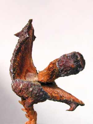 An orange Oriental Arborvitae bud with both rounded and pointy ends. An orange Oriental Arborvitae bud with both rounded and pointy ends.