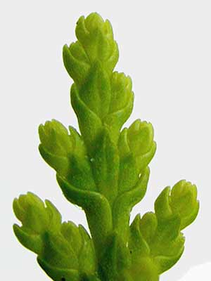 A bright green, detailed Oriental Arborvitae leaf. A bright green, detailed Oriental Arborvitae leaf.