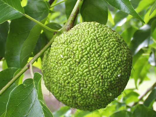 Osage Orange | Oklahoma State University