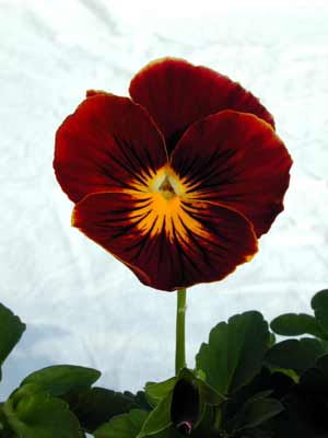 A red Pansy flower with a yellow center in bloom. A red Pansy flower with a yellow center in bloom.