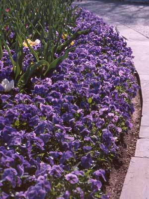 A flower bed full of Pansy plants with purple flowers. A flower bed full of Pansy plants with purple flowers.