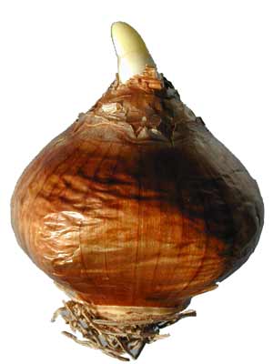 A brown Paper White seed with a root starting to grow out of the top. A brown Paper White seed with a root starting to grow out of the top.