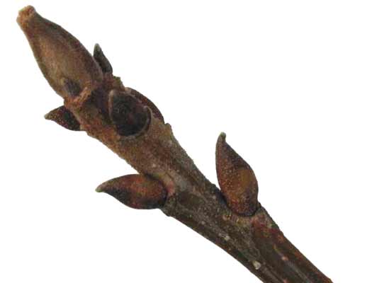 A brown Pecan branch with several pointy buds. A brown Pecan branch with several pointy buds.