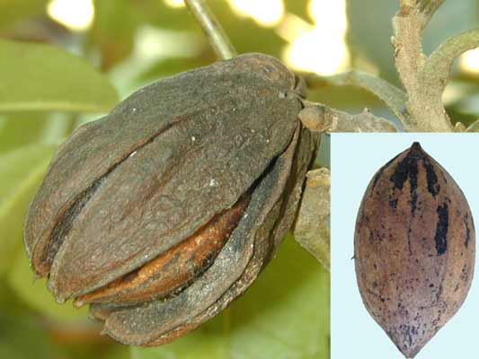 A brown Pecan nut, one image with an opened shell and another view of a closed shell. A brown Pecan nut, one image with an opened shell and another view of a closed shell.