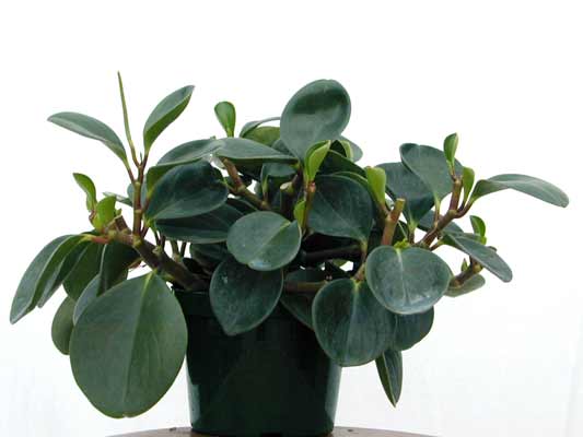 A full Pepper-Face plant with large, round leaves growing in a pot. A full Pepper-Face plant with large, round leaves growing in a pot.