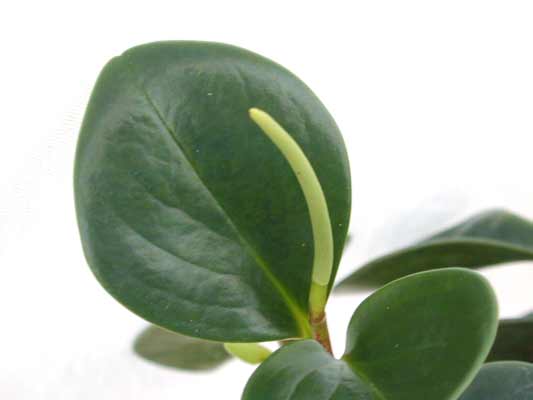 A green, round and smooth Pepper-Face leaf. A green, round and smooth Pepper-Face leaf.