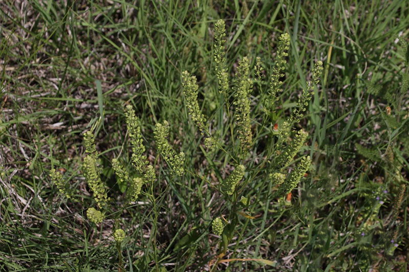 Recognized by profuse branching at top