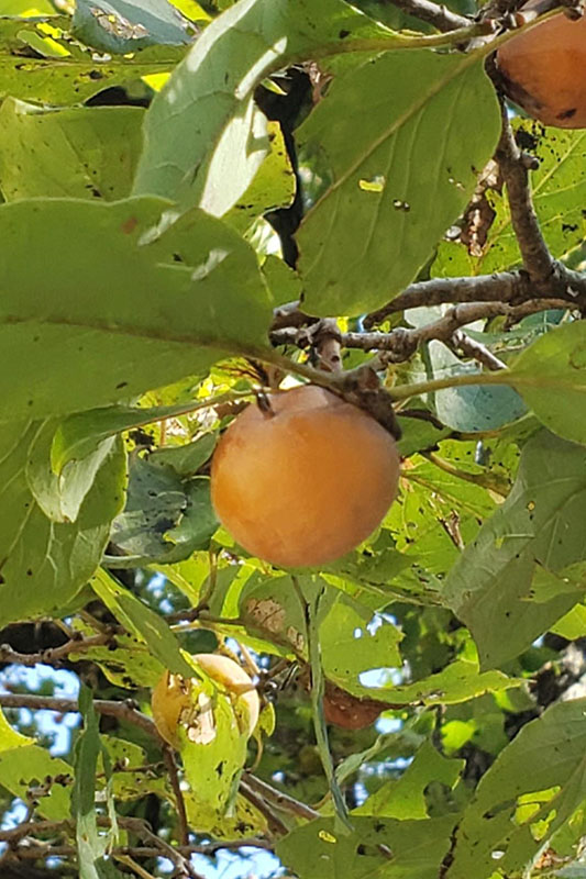 Large orange fruits