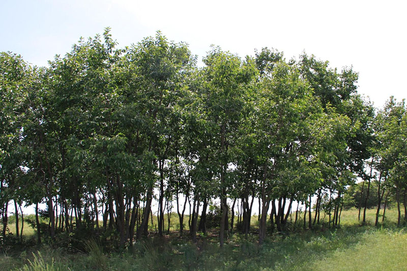 Small to medium trees growing in small stands