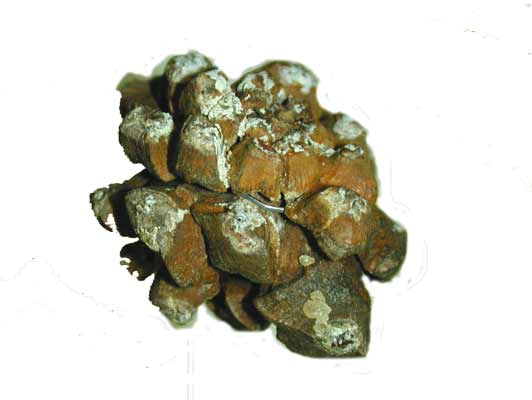 A brown and white Pinyon Pine pine cone. A brown and white Pinyon Pine pine cone.