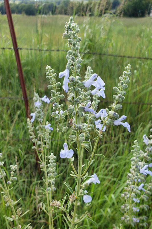 Pitcher Sage Oklahoma State University