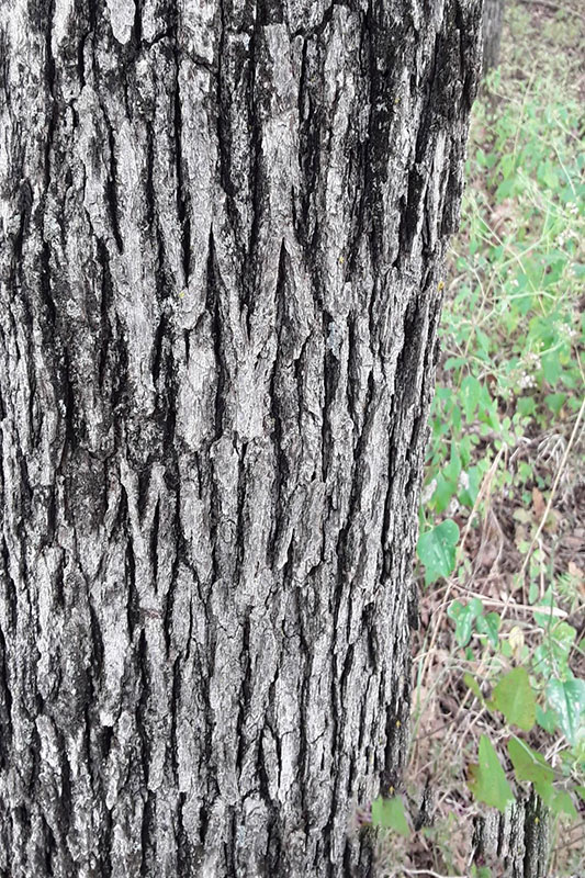 Post Oak Oklahoma State University