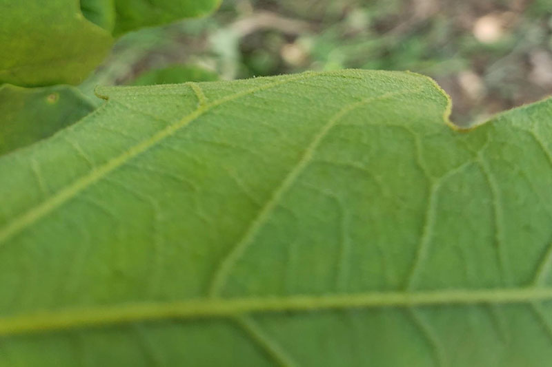 Rough texture on leaves
