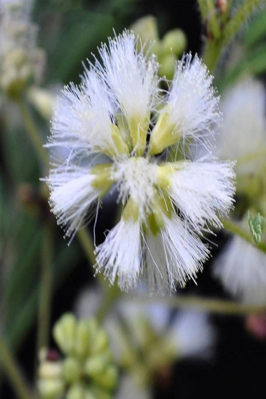 Cream colored fuzzy round flowers