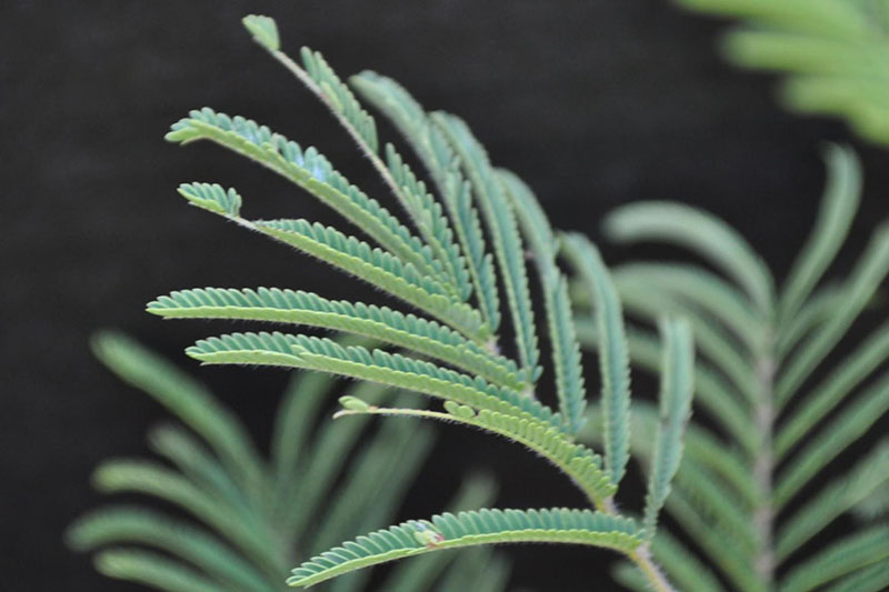 Leaflets fold when touched