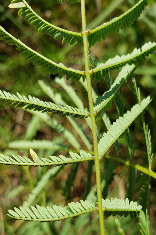 Leaftlets fold when touched