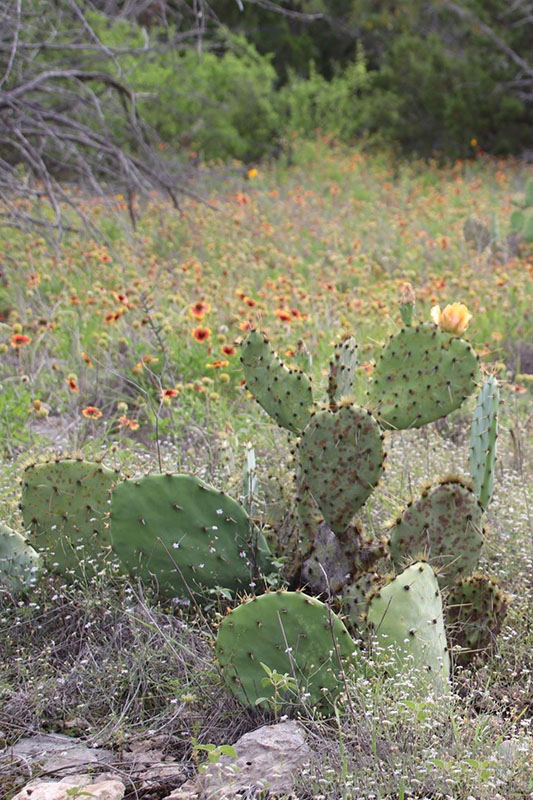 Prickly Pear Cactus Oklahoma State University Prickly Pear Cactus Oklahoma State University