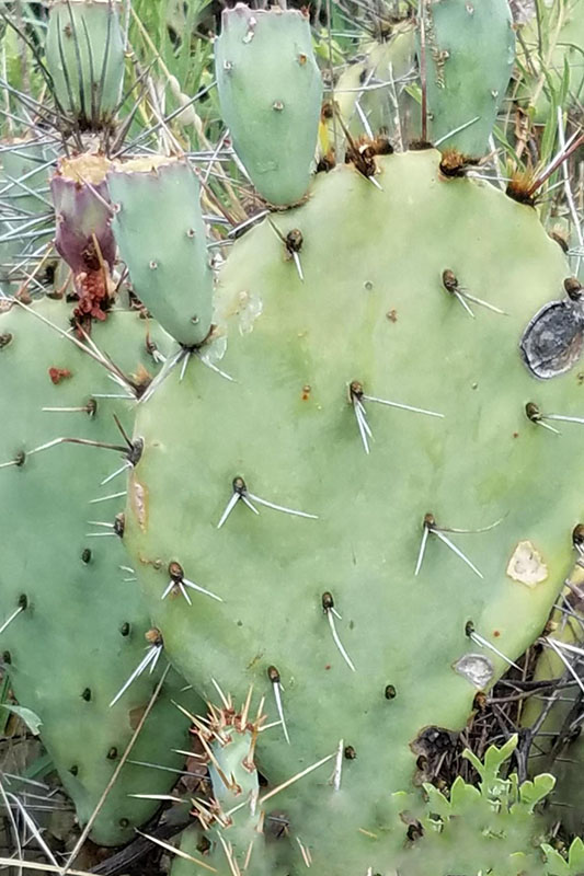 Prickly Pear Cactus | Oklahoma State University