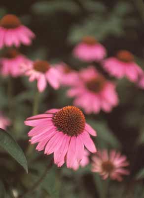 An up close image of the flowers of a Purple Coneflower plant. An up close image of the flowers of a Purple Coneflower plant.