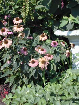 Purple Coneflowers growing in a flower bed. Purple Coneflowers growing in a flower bed.