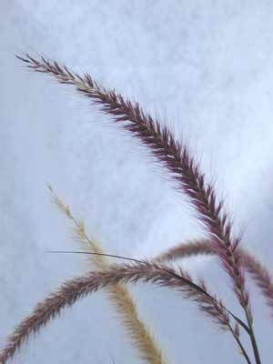 An up close photo of a Purple Fountain Grass seed head. An up close photo of a Purple Fountain Grass seed head.