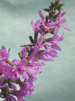 A close up image of small purple flowers from a Purple Loosestrife. A close up image of small purple flowers from a Purple Loosestrife.
