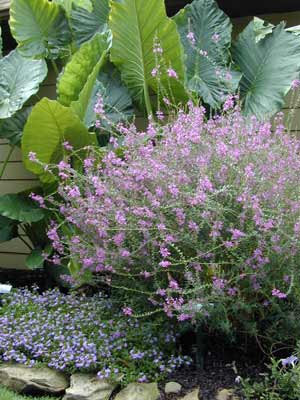 A blooming Purple Loosestrife plant with purple flowers in a flower bed. A blooming Purple Loosestrife plant with purple flowers in a flower bed.