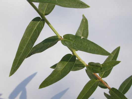 The green, long and narrow leaves of a Purple Loosestrife plant. The green, long and narrow leaves of a Purple Loosestrife plant.
