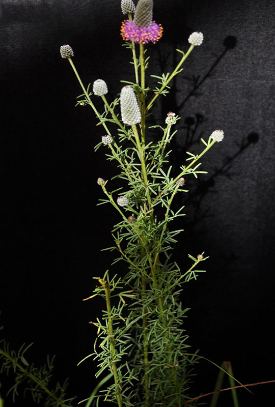 Long stems only branch at top