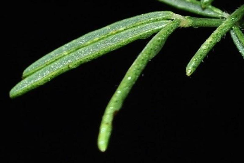 Small, gland-dotted leaves