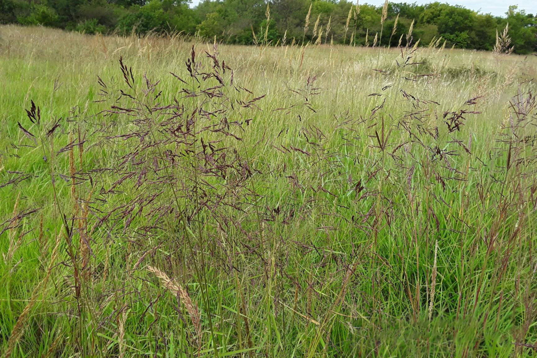 Seedheads are dark purple