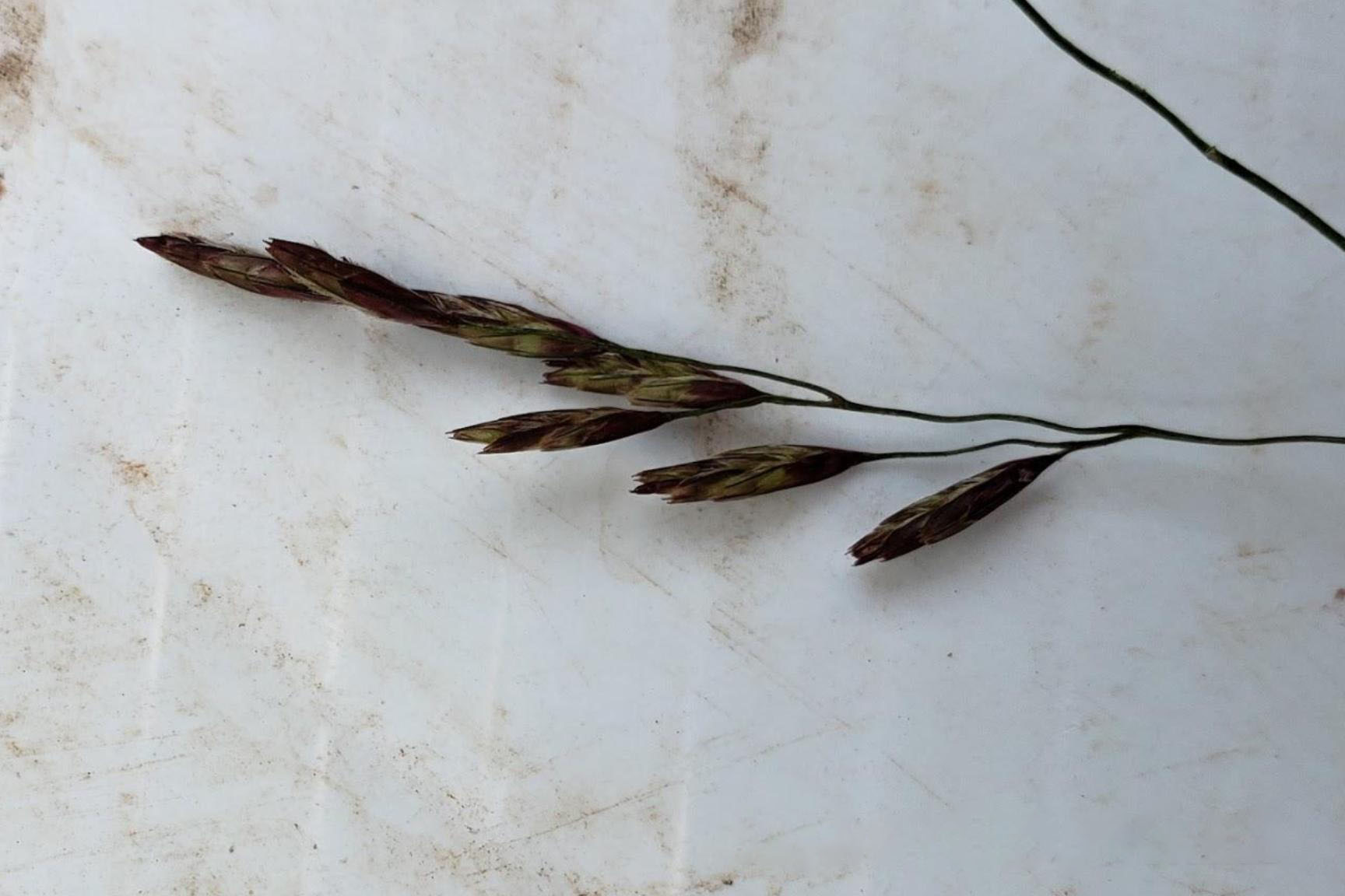 Single seedhead per branch