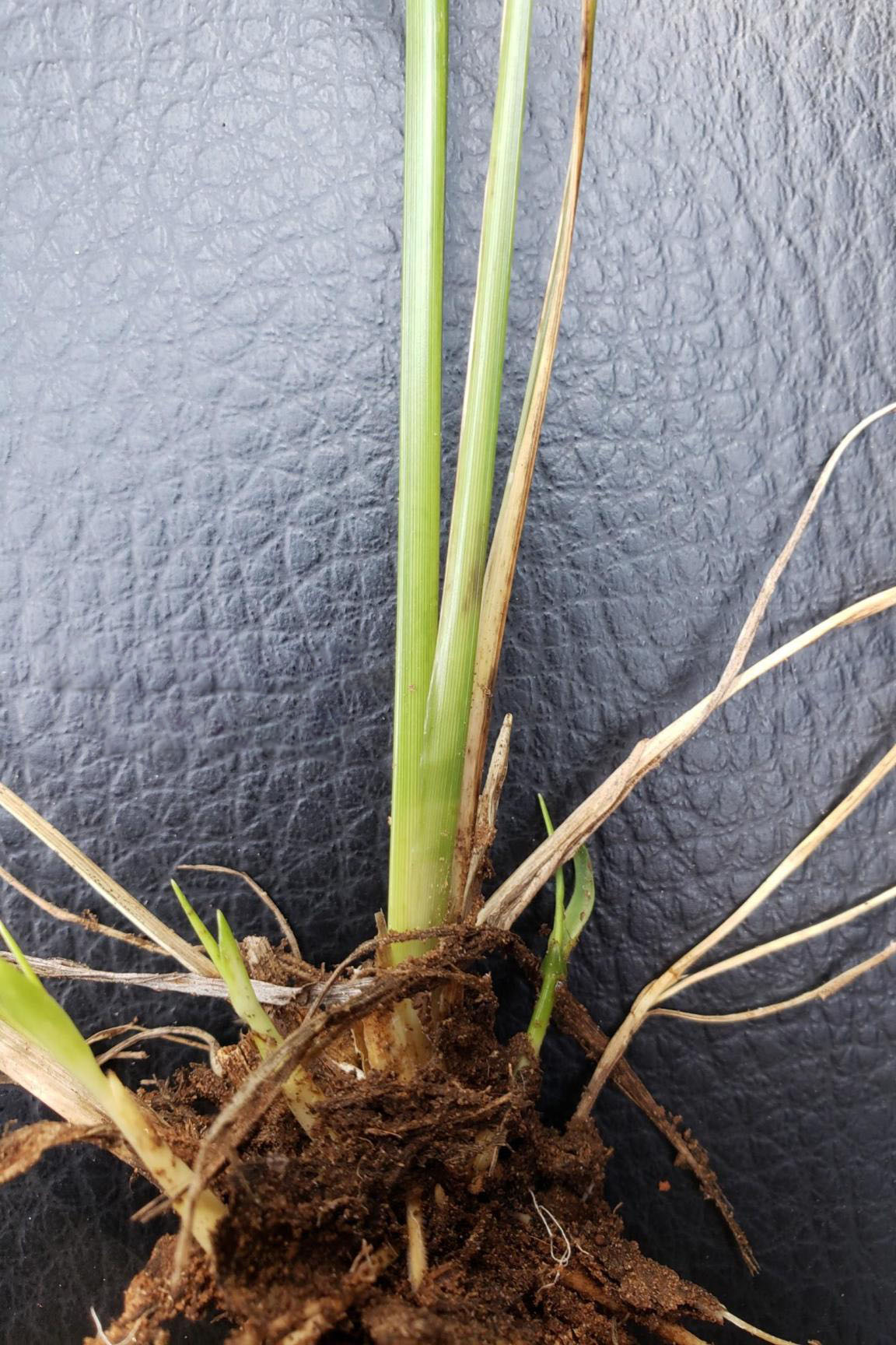 Stems flatten and widen at base