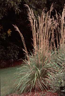 Erianthus Ravennae Ravenna Grass Planted Seattle Kpeterson Noxious