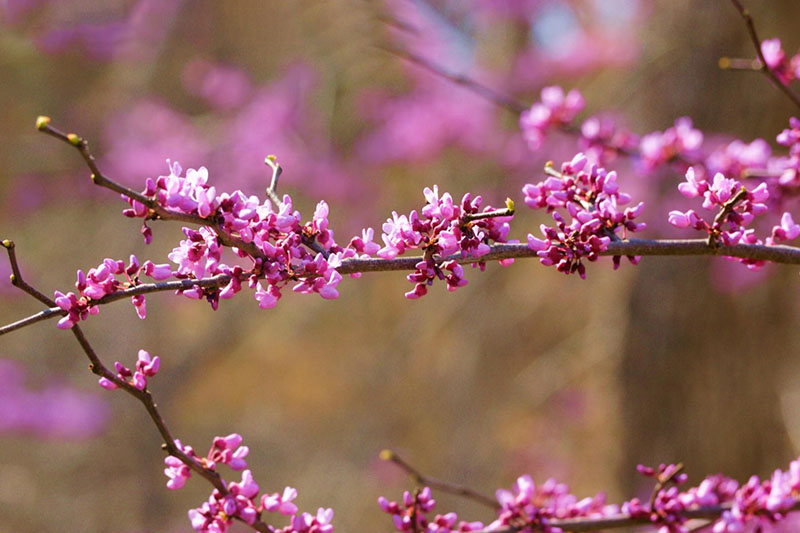 Clusters of pink flower on short spurs