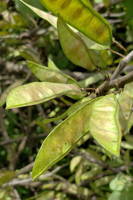 Stout, flat bean pods
