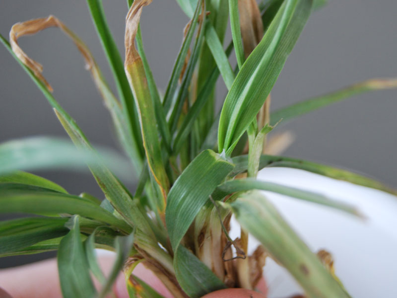 A close up image of green Rescuegrass blades. A close up image of green Rescuegrass blades.