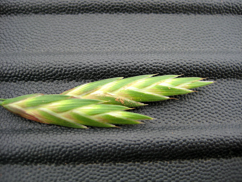 Two seed heads of a Rescuegrass plant. Two seed heads of a Rescuegrass plant.