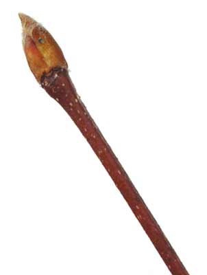 A brown River Birch branch with a single bud. A brown River Birch branch with a single bud.