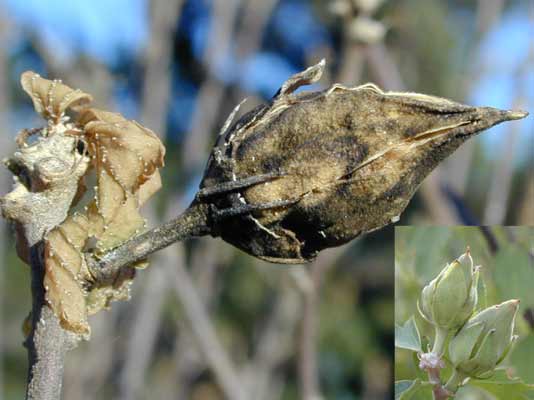 A large brown, dry Rose of Sharon seed pod growing off the branch, and a small image in the corner of two green Rose of Sharon seed pods in bloom.