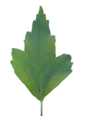 A green, toothed edged Rose of Sharon leaf.