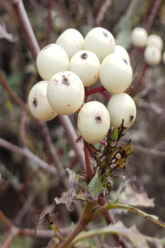 Bunches of small white berries