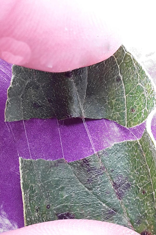 Cotton-like fibers appear when leaves are slowly torn apart