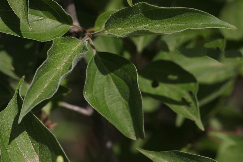 Rough, pointed leaves with smooth edges