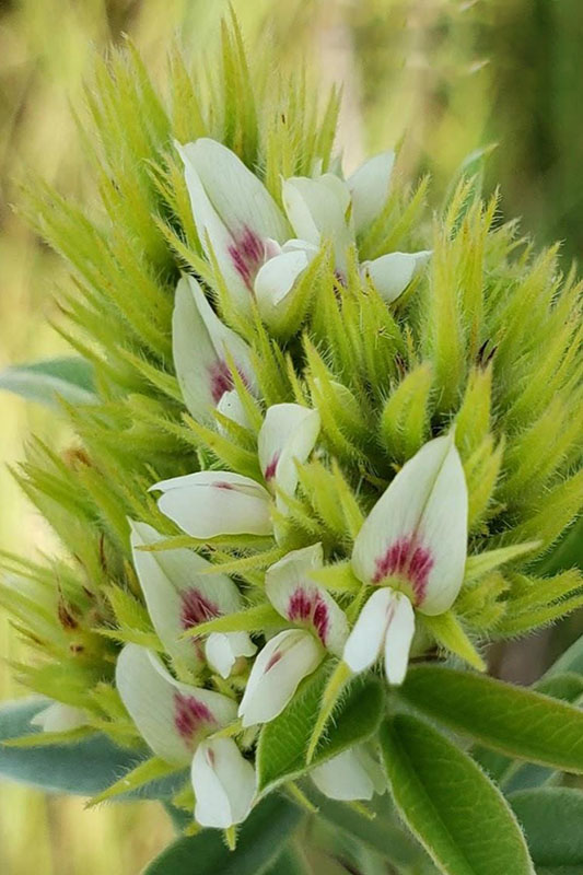 Flowers white with purple throats