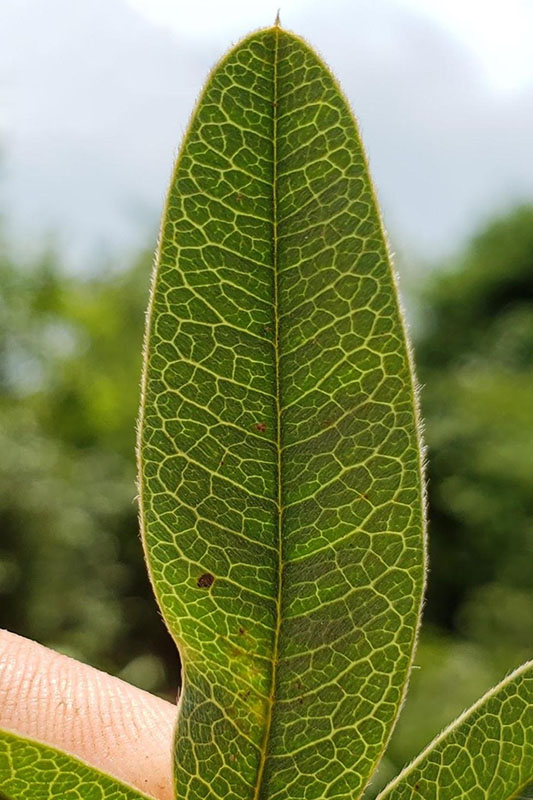 Leaf veins make oval pattern from midvein