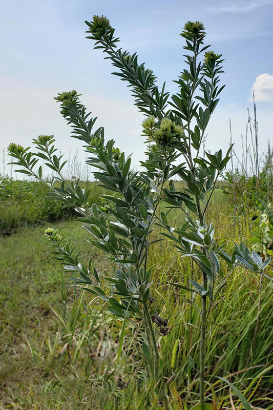 Long stems unbranched below and highly branhced above