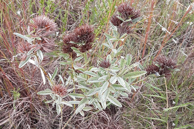 Shaggy, dark brown seed heads on top of branches